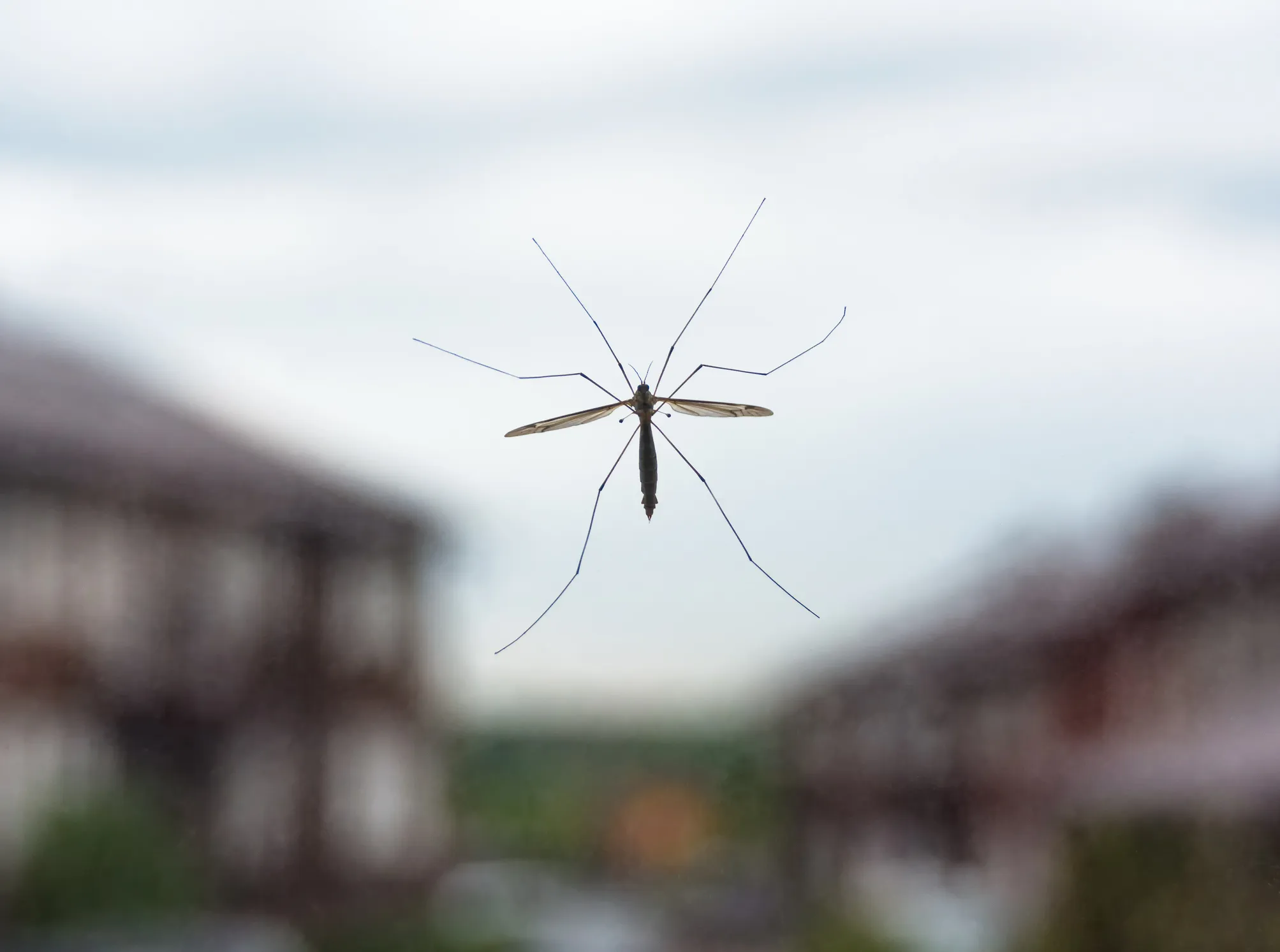 AI‑Driven Laser System to Protect Homes from Mosquitoes in Russia