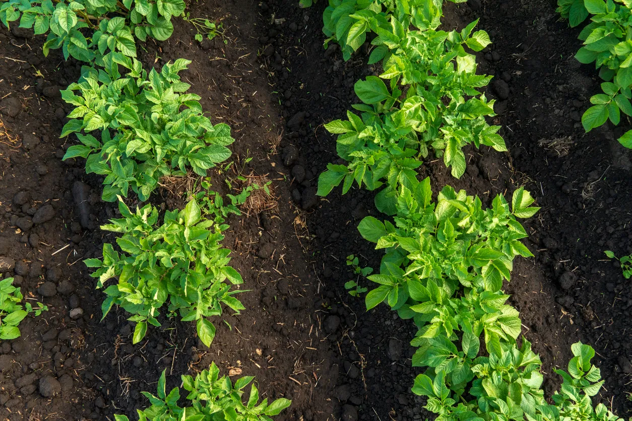Russian Scientists Use AI to Spot Infection and Parasite Risks in Potatoes