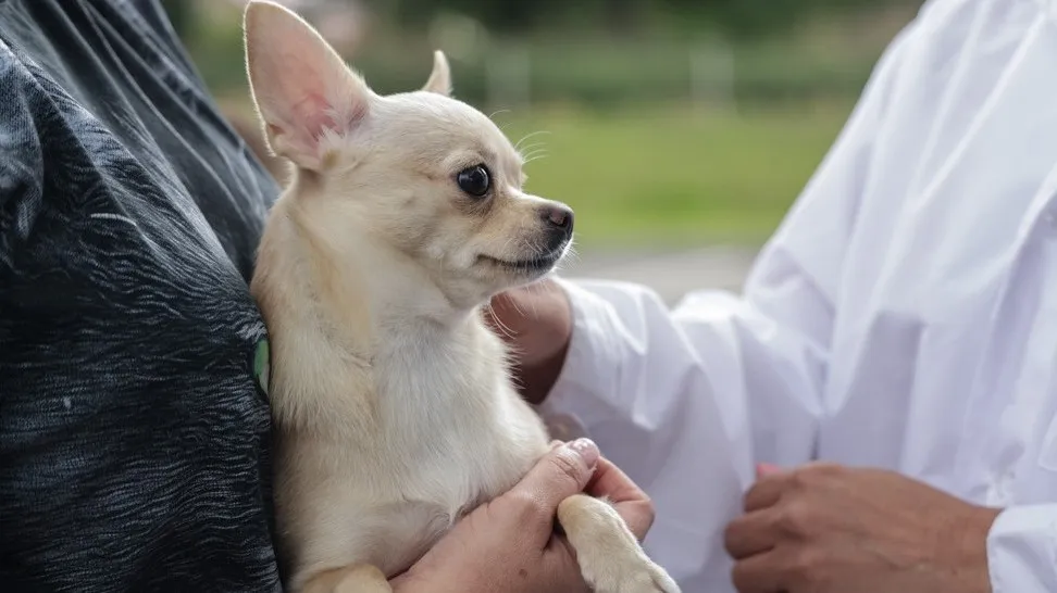 Remote Veterinary Consultations Launched in Moscow Region