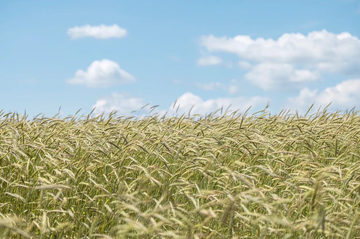 Russian AI System Is Set to Restore Depleted Farmland