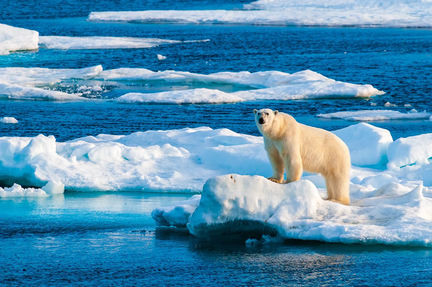 Photo - Tamura for the Taimyr: AI is Helping Russia Track the Polar Bears of the Kara Sea