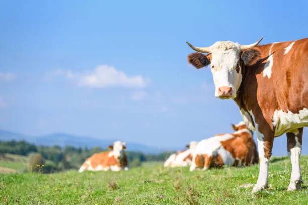 Russia to Digitize and Microchip Its Entire Livestock Population