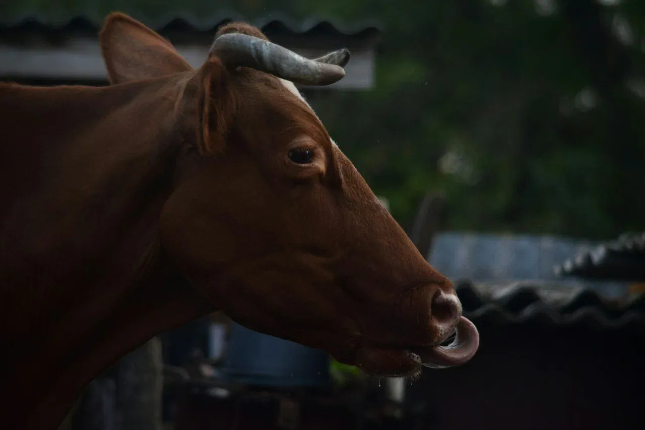 Rusnano Develops Technology for Early Detection of Dangerous Animal Diseases
