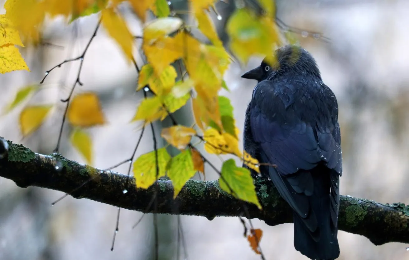 Ulyanovsk Developer Creates App to Identify Bird Feathers