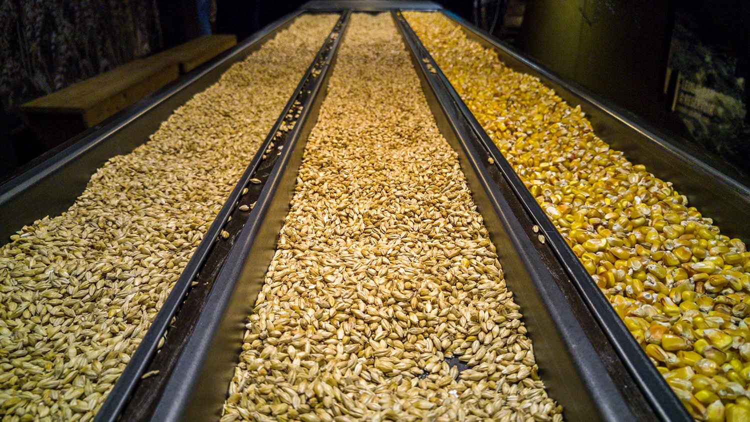 Photo - Only the Best: AI Separates Grain from Chaff