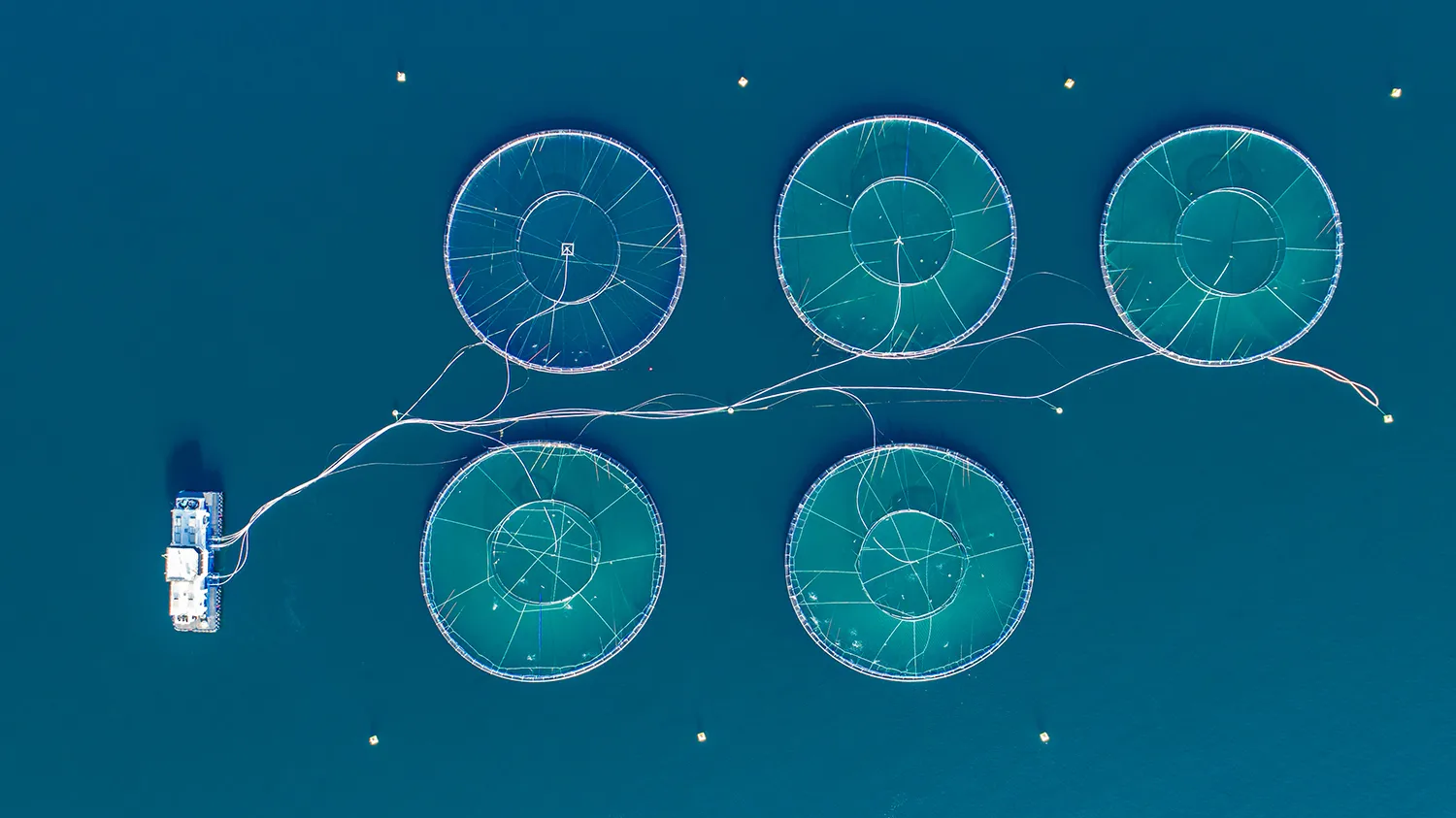 Photo - Fish Farming Goes Digital: Russia’s Aquaculture Sector Embraces Modernization