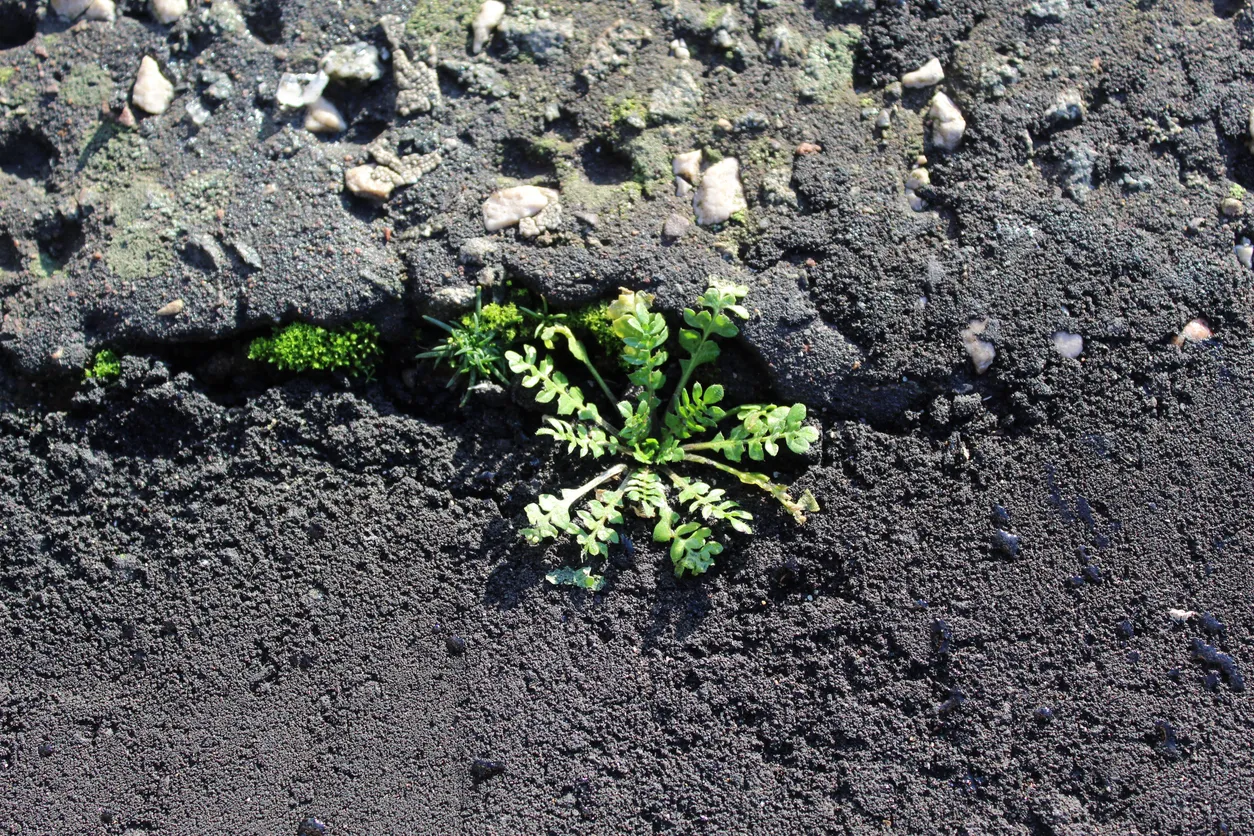Artificial Intelligence Is Helping Study Soils in Russia’s Arid Regions