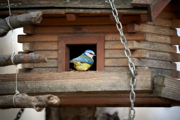 Russian Fifth Grader Builds Smart Feeder Using Sensors and Software