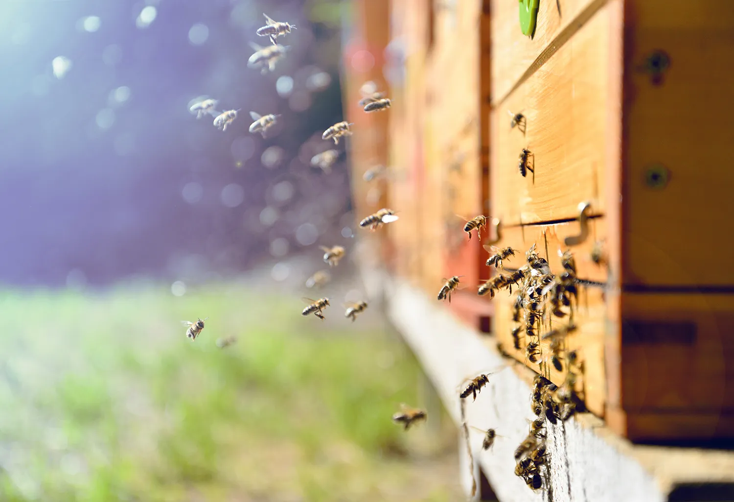 Photo - Smart Hive: AI Supports Russian Beekeeping Industry