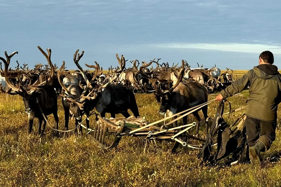 In Russia, Yamal Reindeer Receive Digital Passports