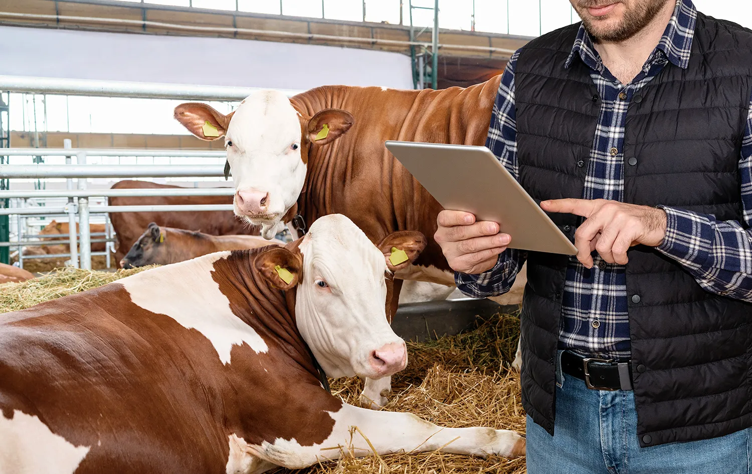 Photo - Hardworking and Caring: Russia Rolls Out Feed-Pushing Robot for Cattle Farms