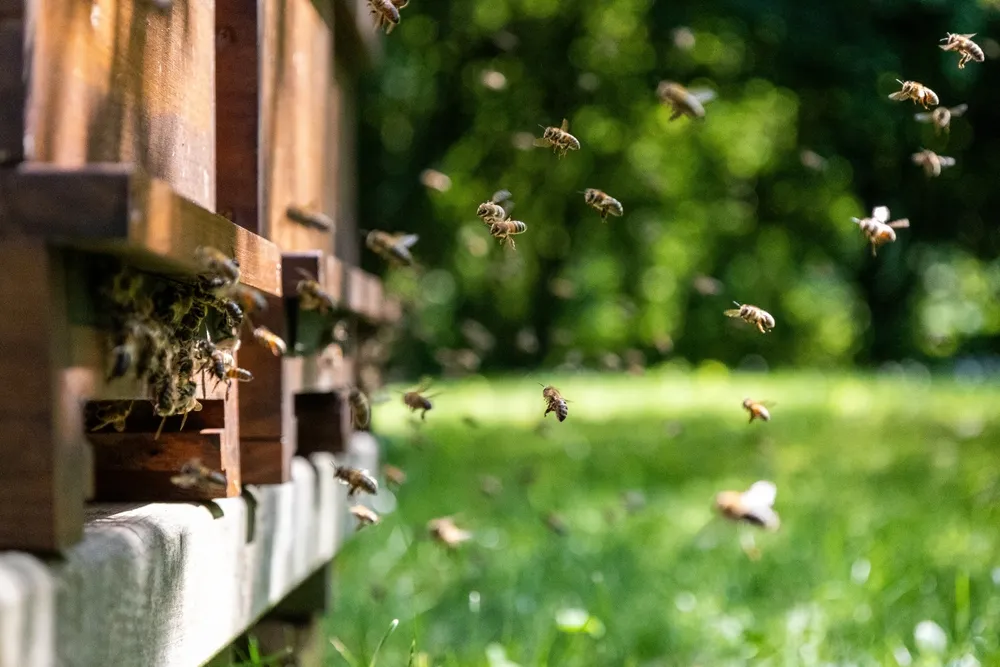 Russia to Develop Software for Digital Beehives