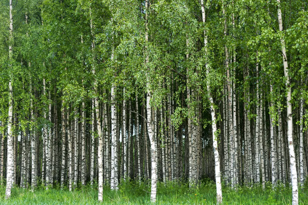 Russia Turns to Drones and Algorithms to Replace Paper Forest Maps