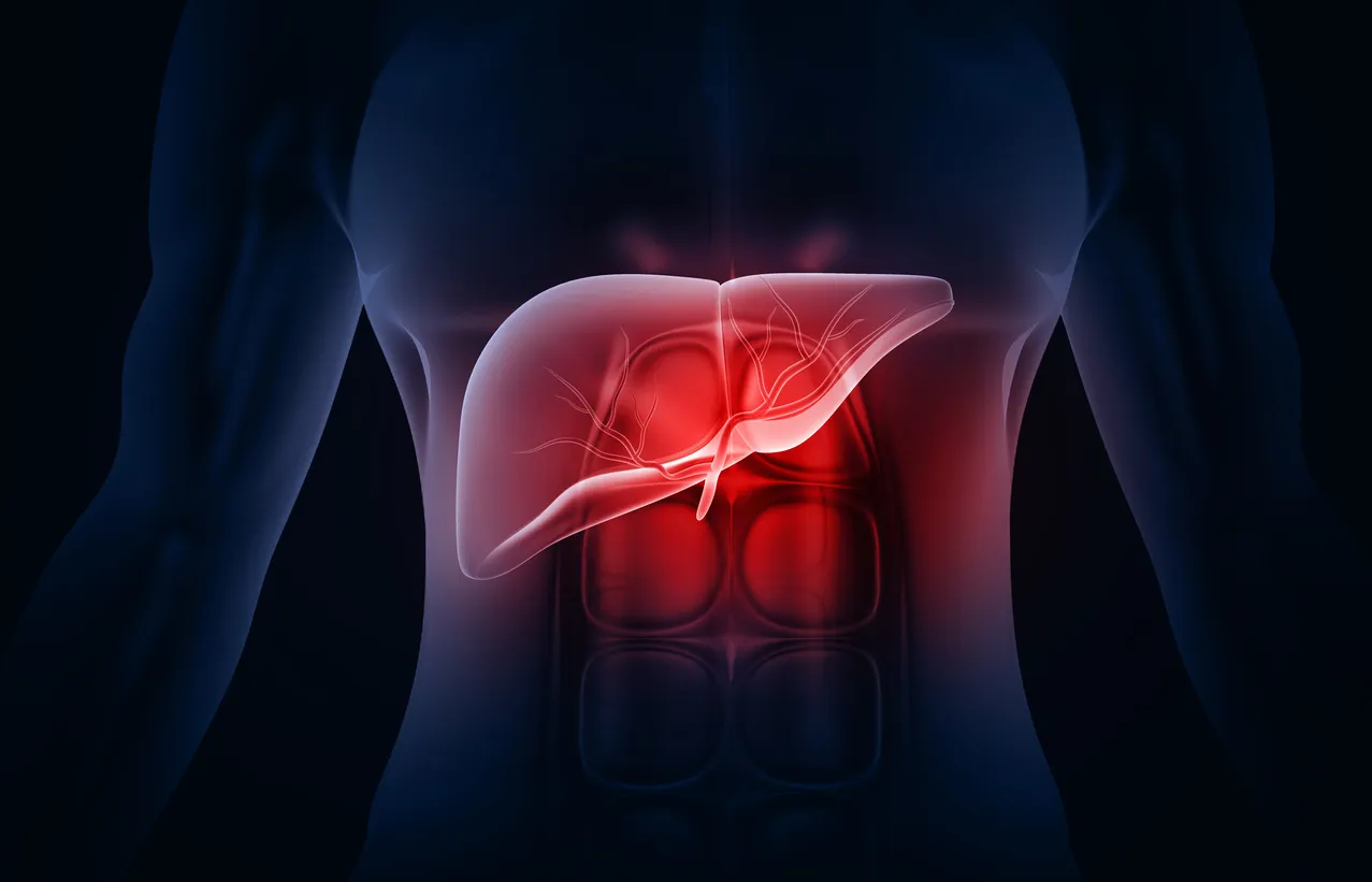 Russian Scientists Create a Digital Liver for Experiments