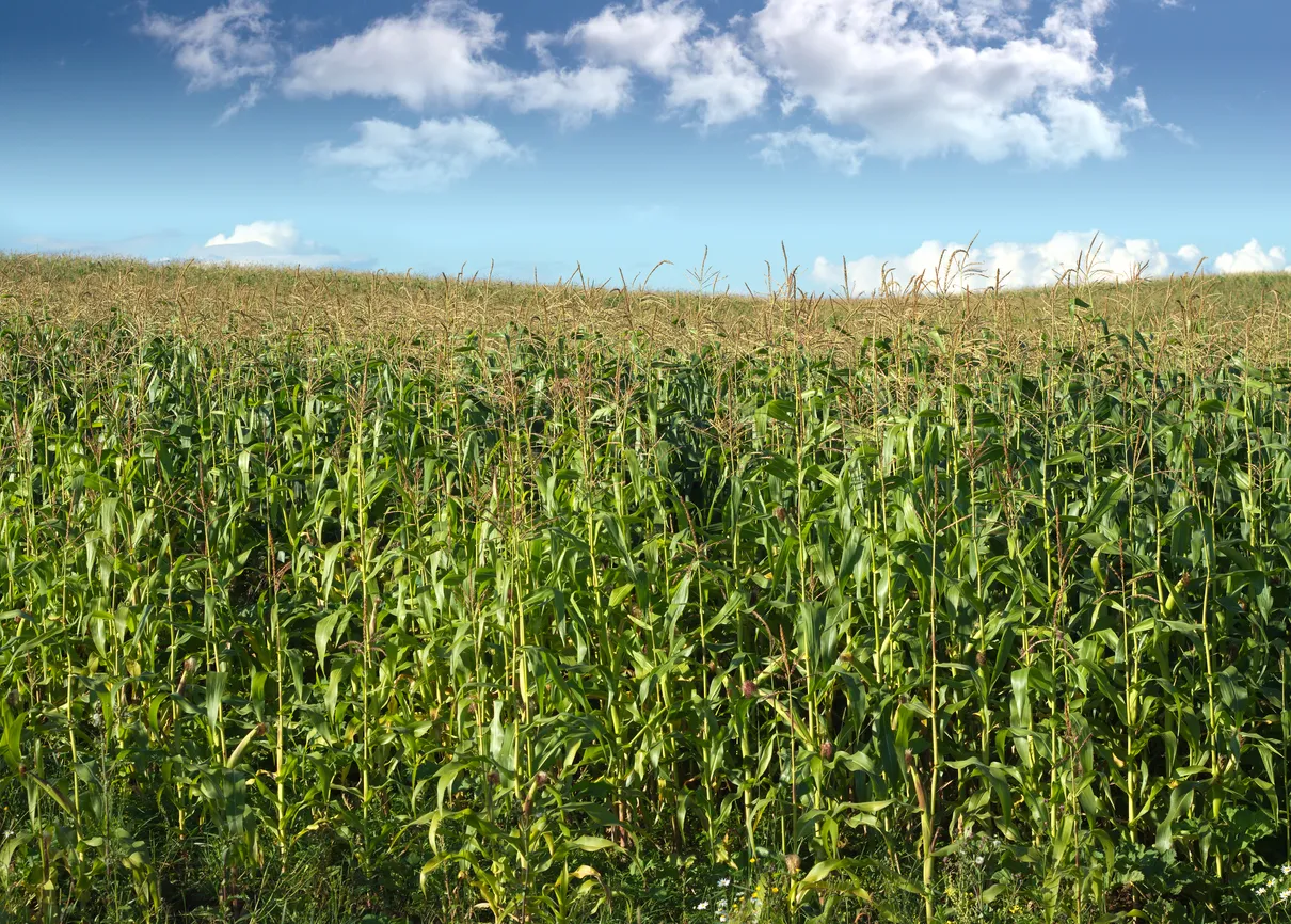 Scientists in Tyumen Develop Digital Assistant for Smart Farming