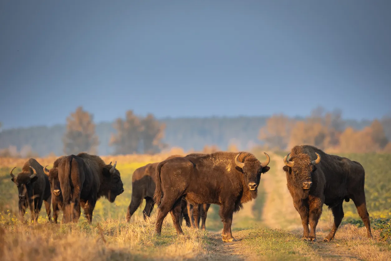 In Russia, Artificial Intelligence Is Helping Scientists Track Endangered Bison