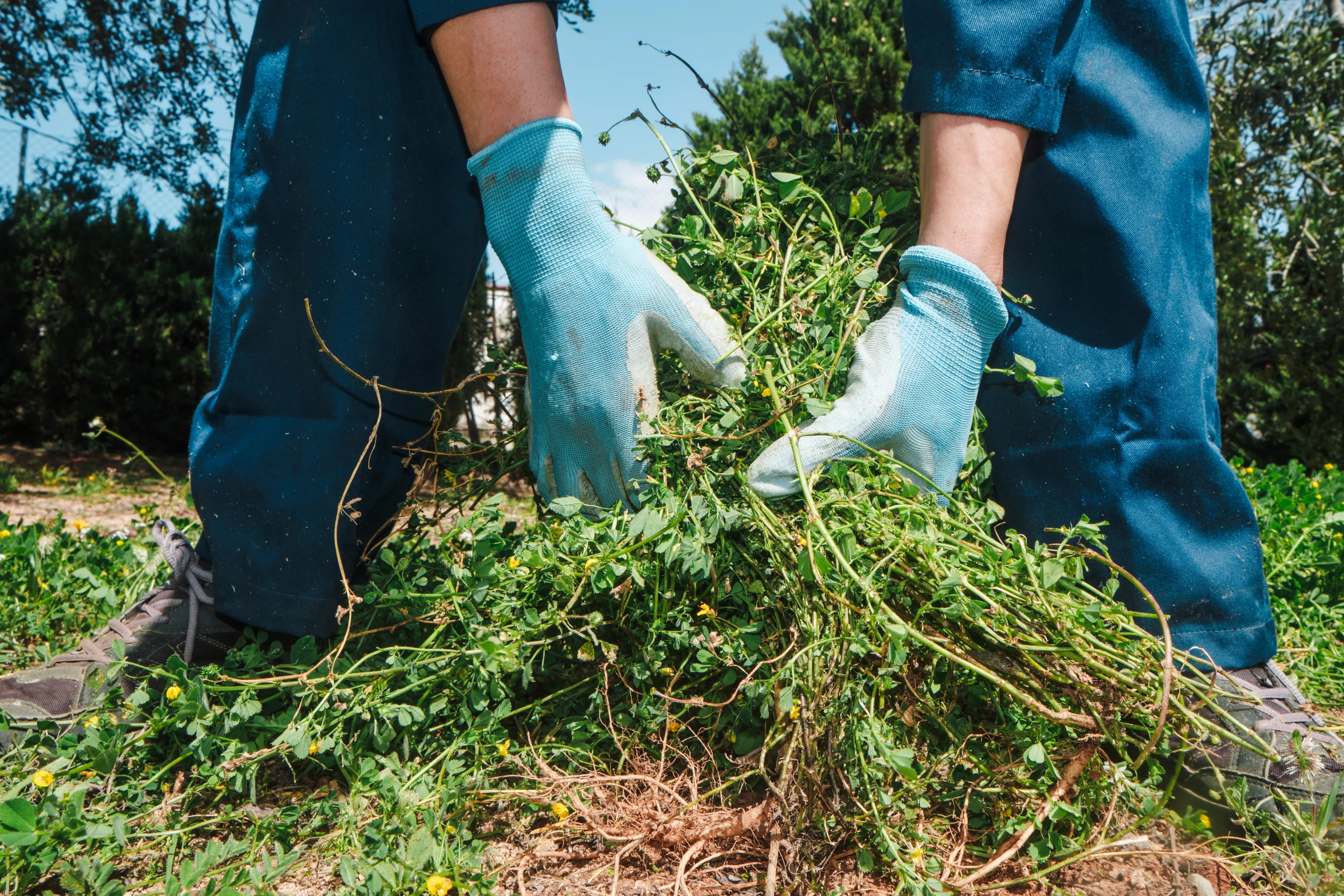 Russian Company Builds AI-Powered Weed Catalog for Farmers
