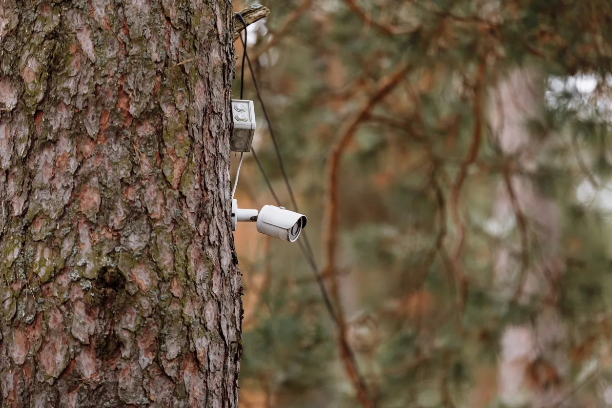 Russia’s ‘Forest Watch’ Tech Marks 15 Years of Fighting Wildfires