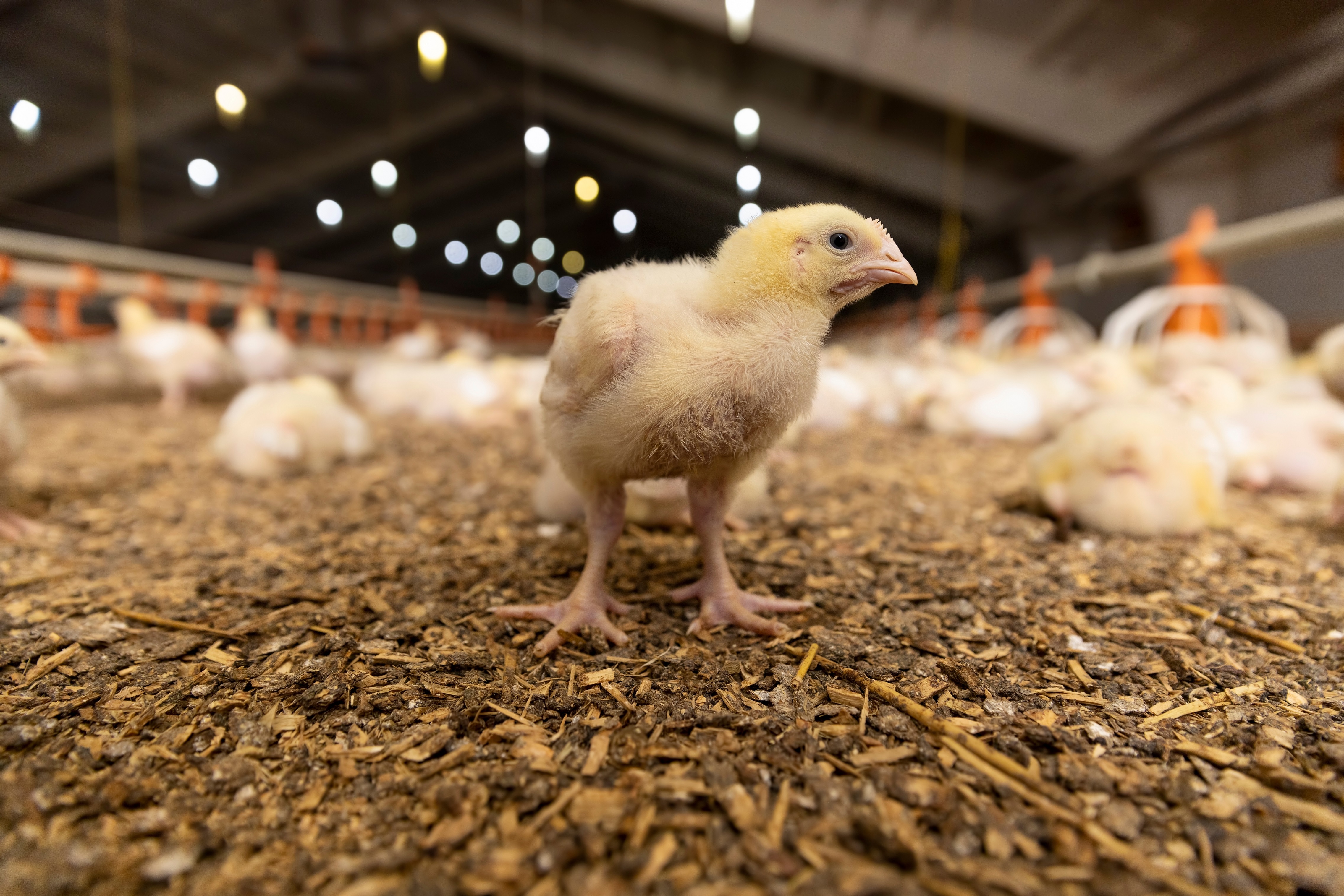 Russian Robot Handles Poultry Care and Chick Training on Industrial Farms