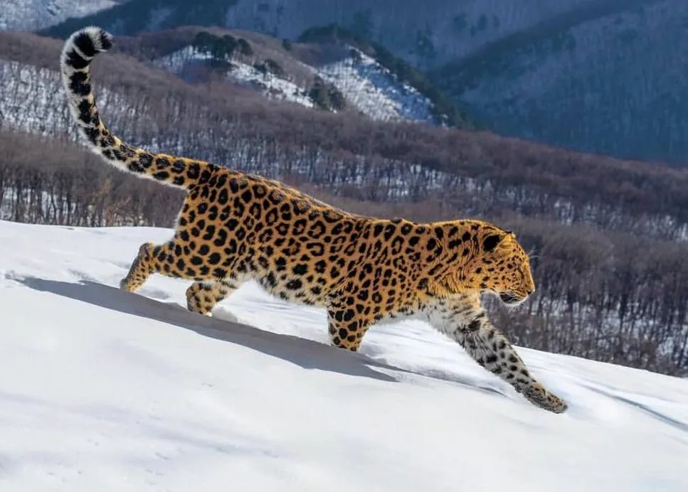 Russia and China Open a New Digital Era in Wildlife Protection