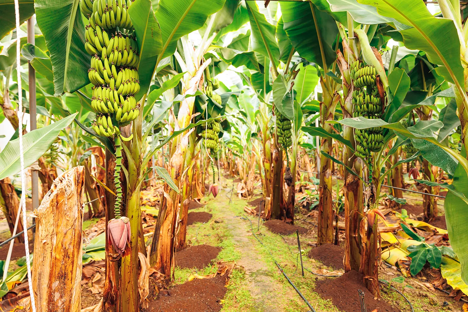 Photo - Smart Tropics: AI Helps Russia Grow Bananas