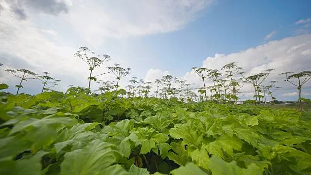 AI Trained in Russia to Detect Invasive Hogweed From Satellite Images
