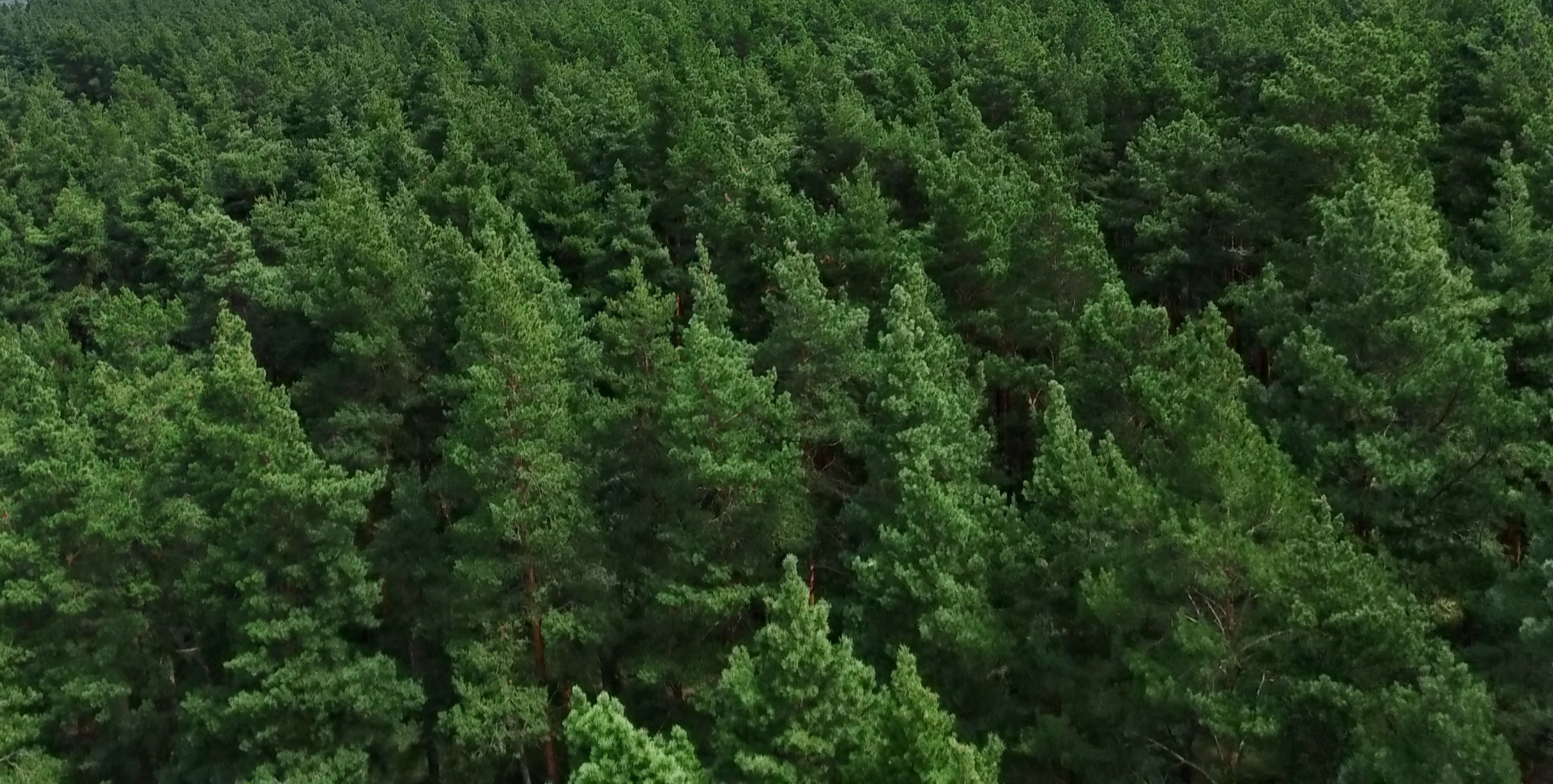 Cyber Sentinel of the Forests: How Russia’s Digital Guardian Protects Woodlands from Fires