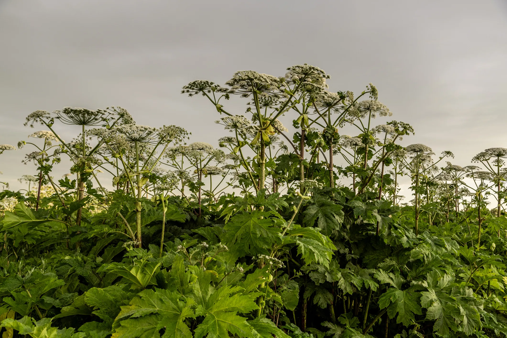 Russian AI Scans Satellites to Hunt Toxic Hogweed