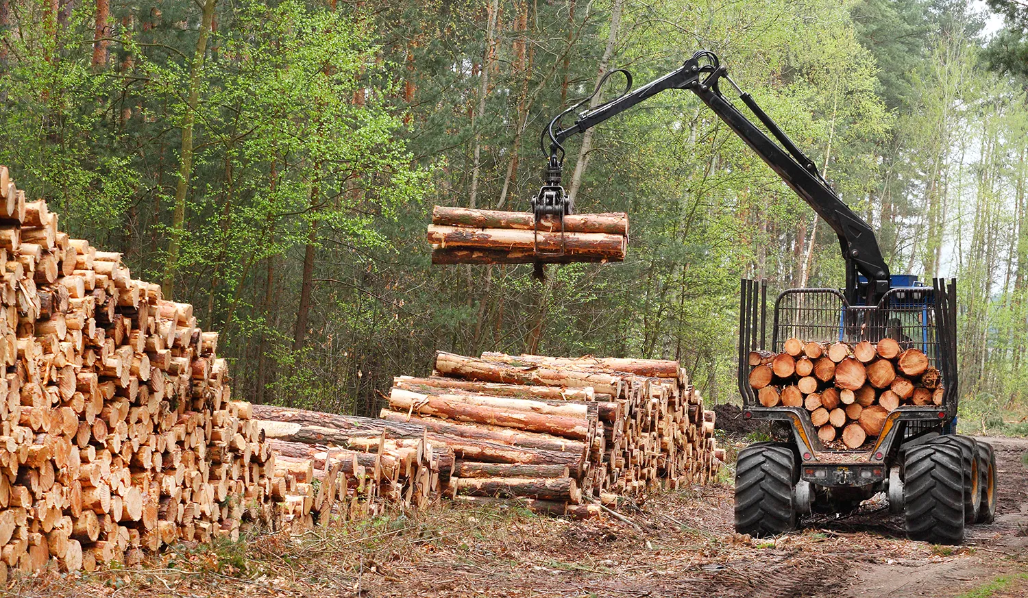 Photo - 'ERA-GLONASS' to Save Trees: How Digitalization Protects Russia’s Forests