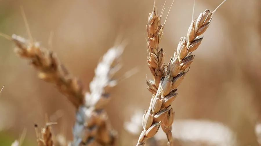 Russian Scientists Propose Using Electron Beams to Boost Crop Yields