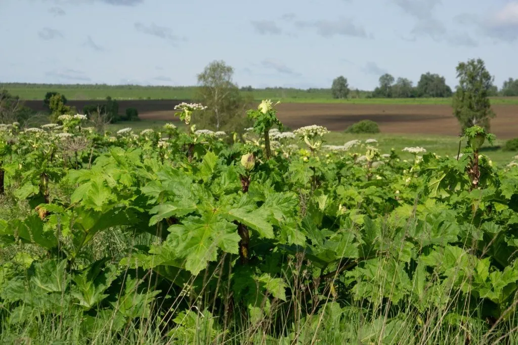 Moscow Region to Deploy Agricultural Drones Against Giant Hogweed
