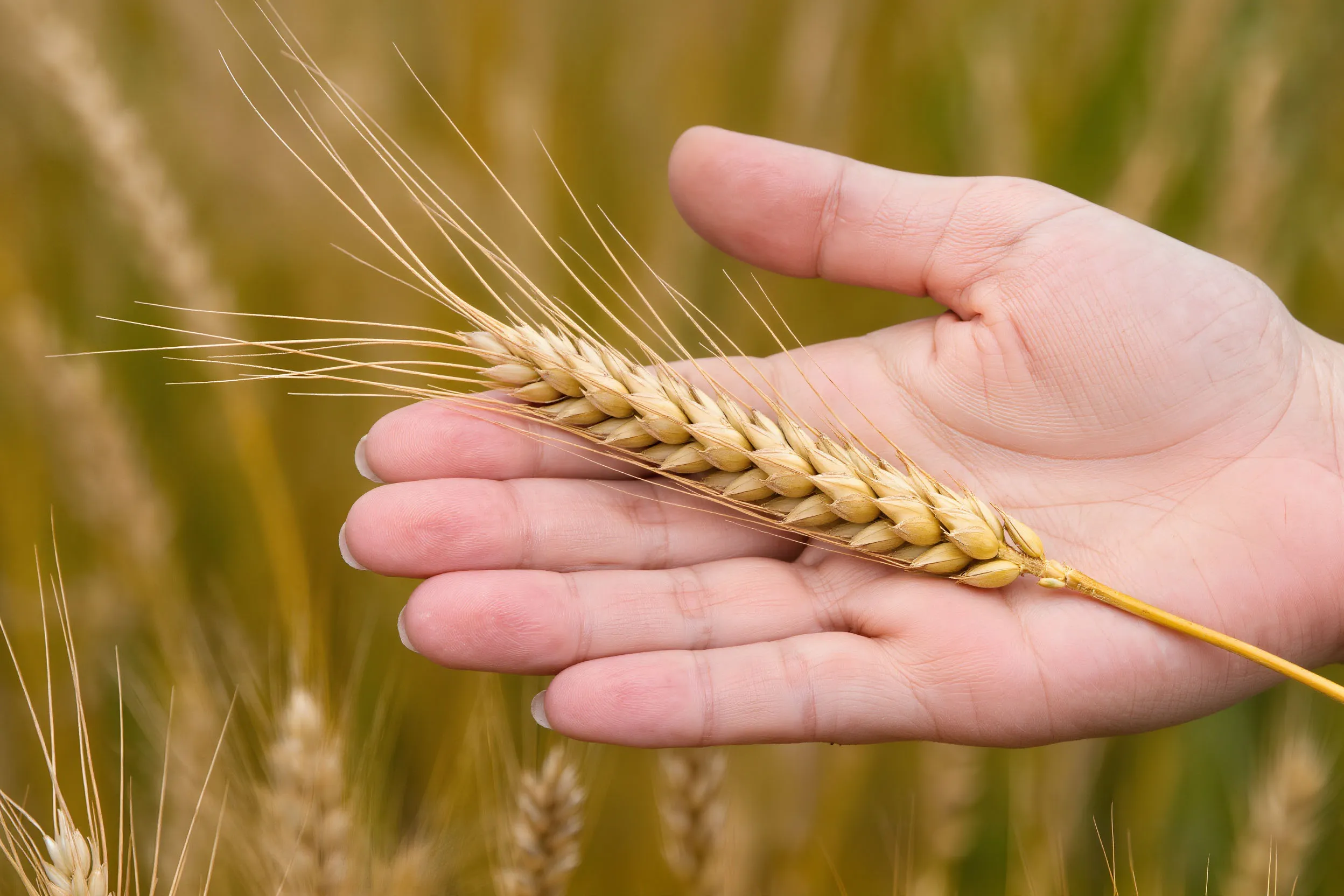 Photo - Russian Agrorobots Reduce Crop Losses by 10%