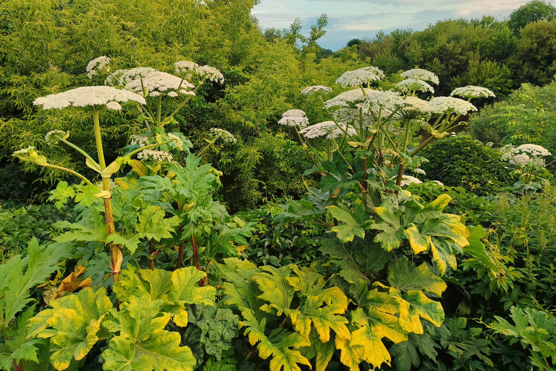 Russia Turns to Drones and AI to Tackle Toxic Weed Problem