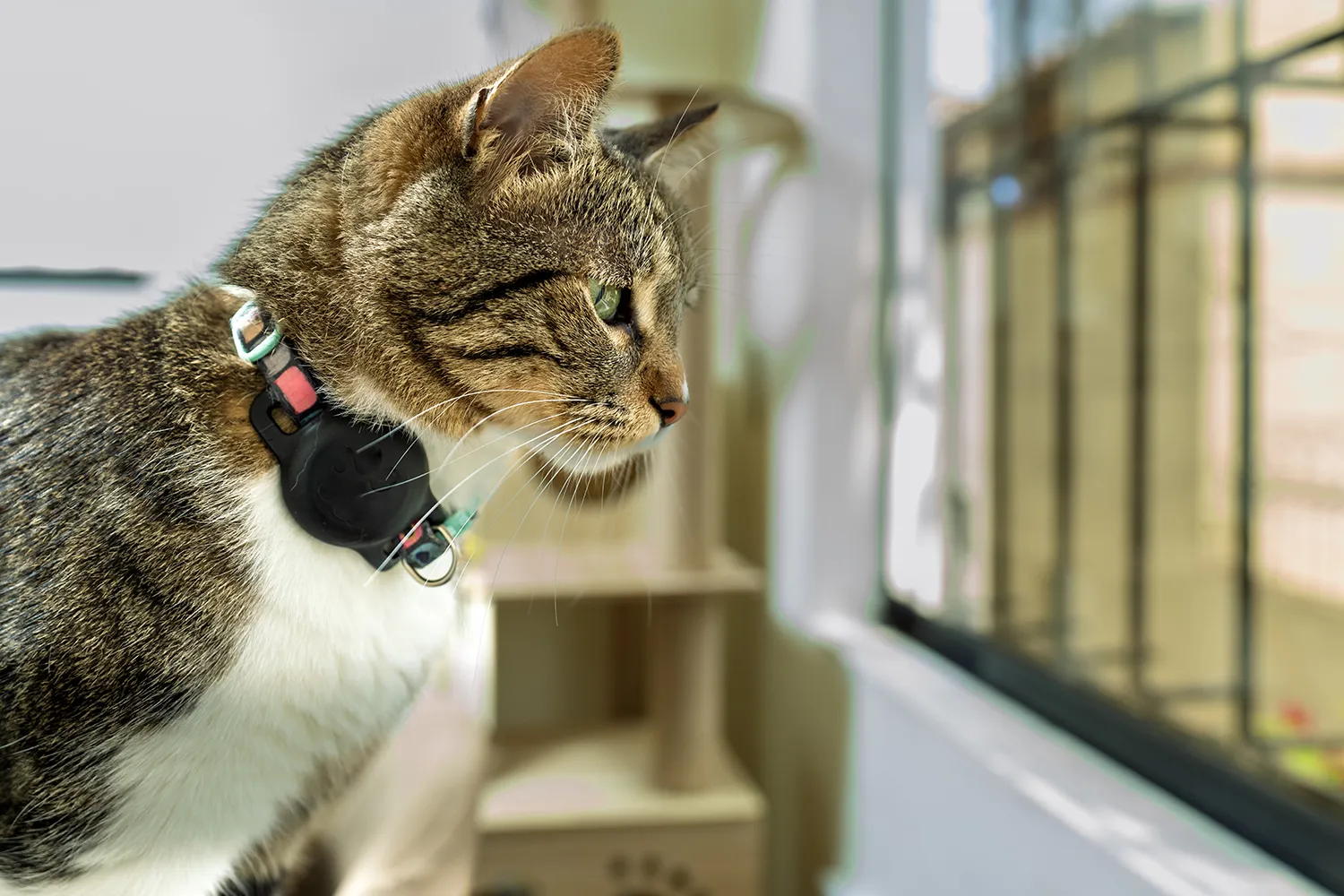 Photo - A New Digital Platform for Pet Owners Launched in Moscow Region