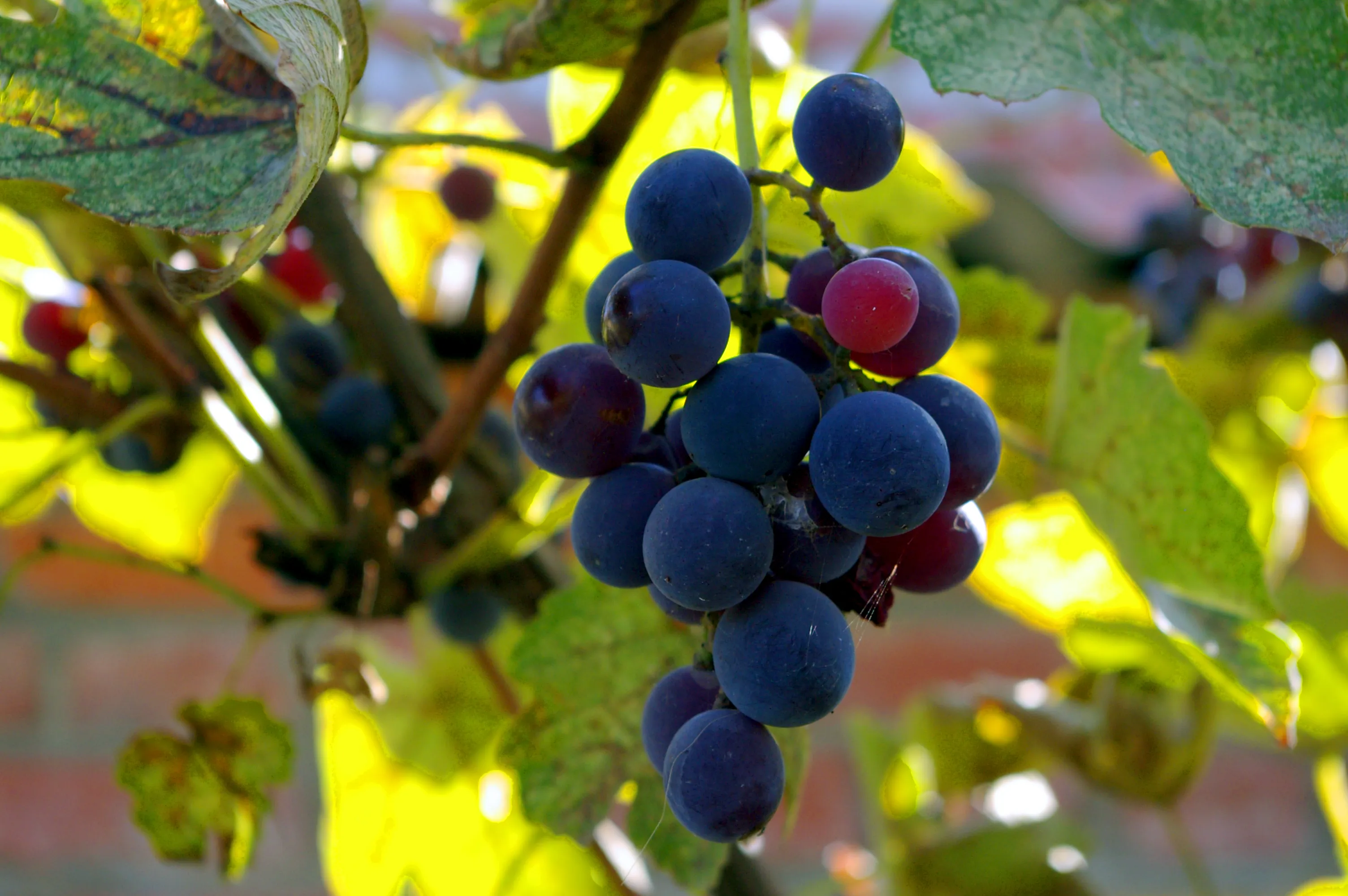 Russia’s First Vineyard Robot 'Dionysus' Starts Harvesting Grapes