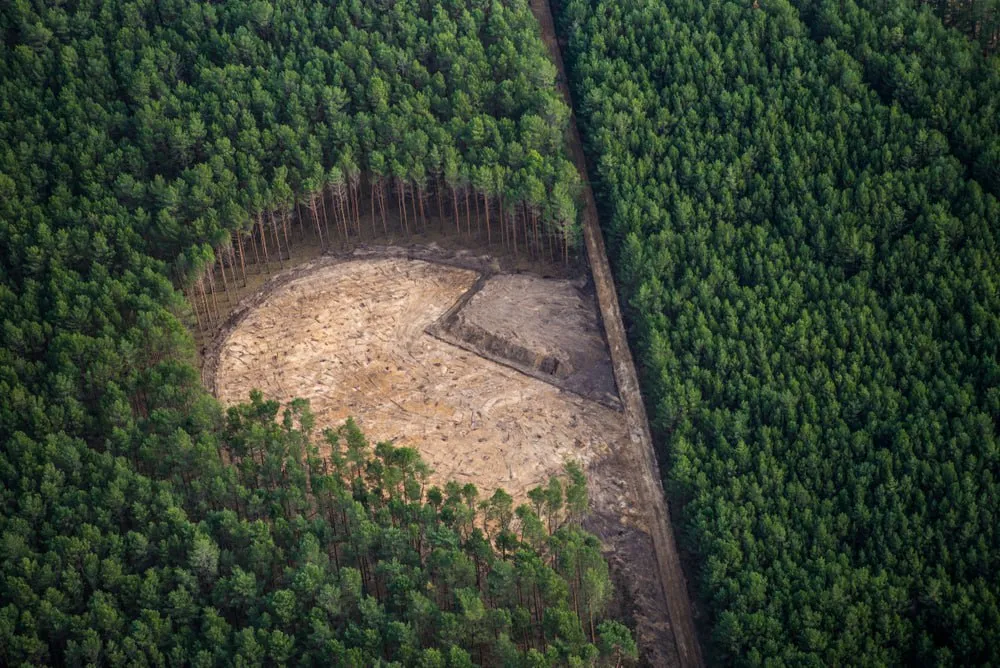 In Russia, AI Helps Stop Illegal Logging