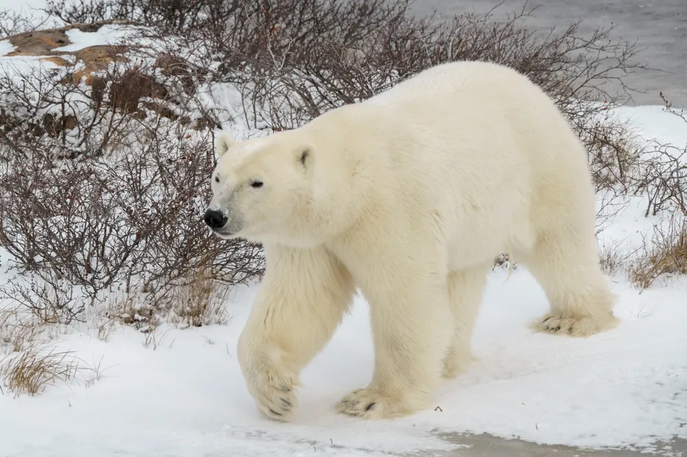 Russian Scientists Turn to AI to Monitor Polar Bears in the Arctic