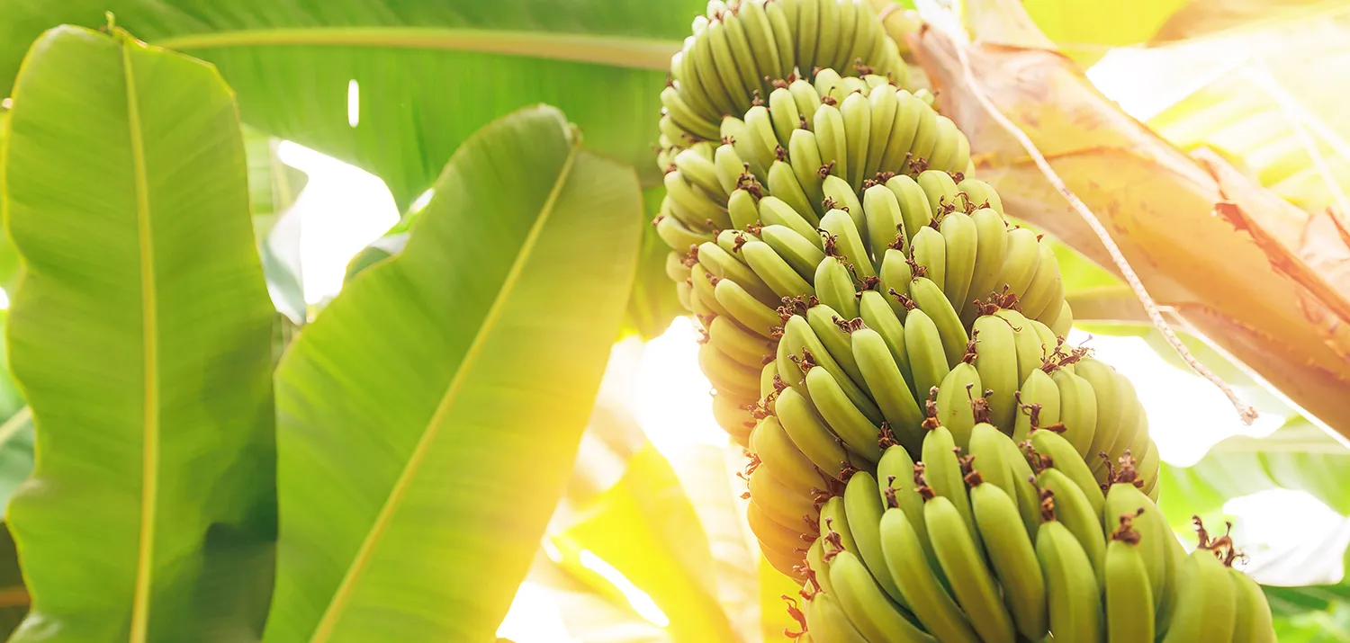Photo - Smart Tropics: AI Helps Russia Grow Bananas