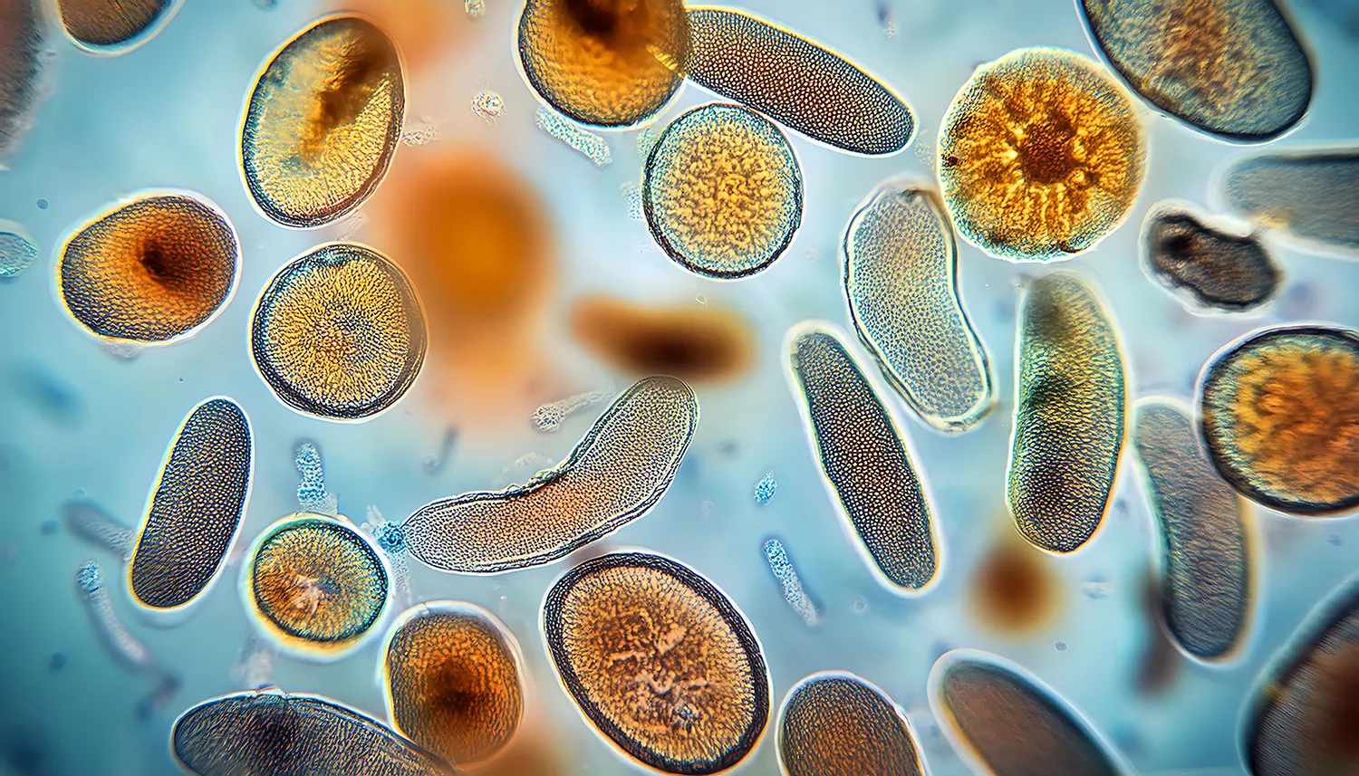 Revolutionary Microscopy: ITMO Develops Hybrid Device for Cell Research