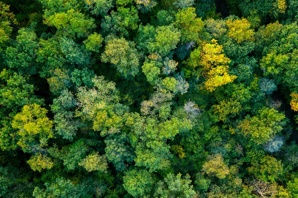 Russian Police Use Drones to Crack Down on Illegal Logging