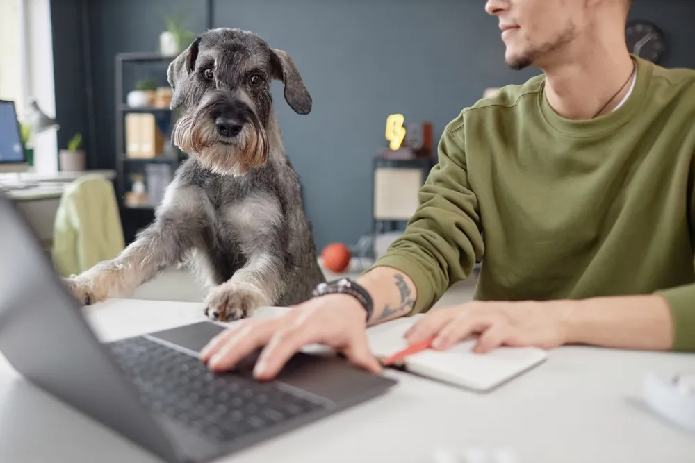 Russia Moves to Digitize Pet Ownership with Nationwide Registry