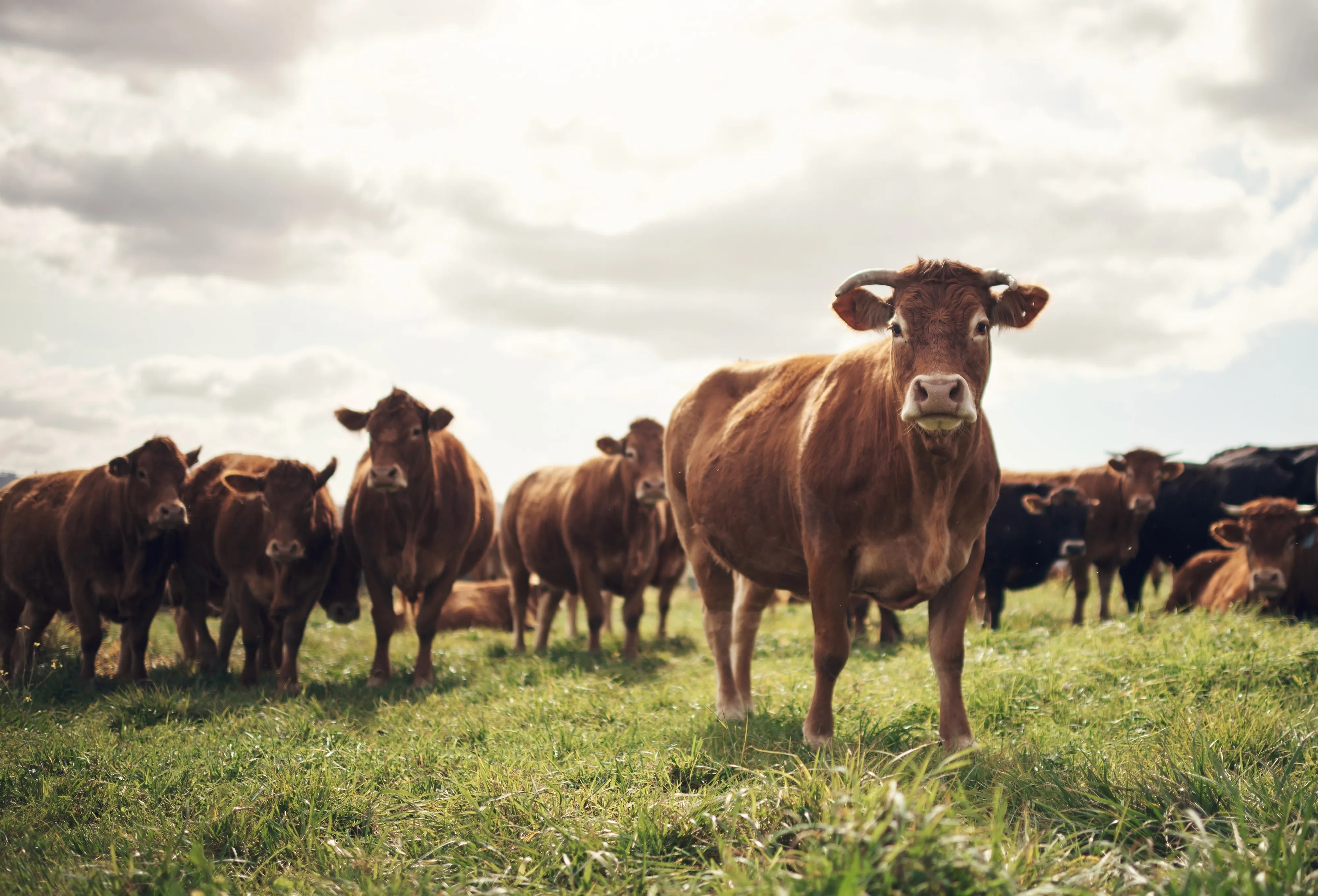 Tatarstan Digitizes 76% of Its Dairy Herd