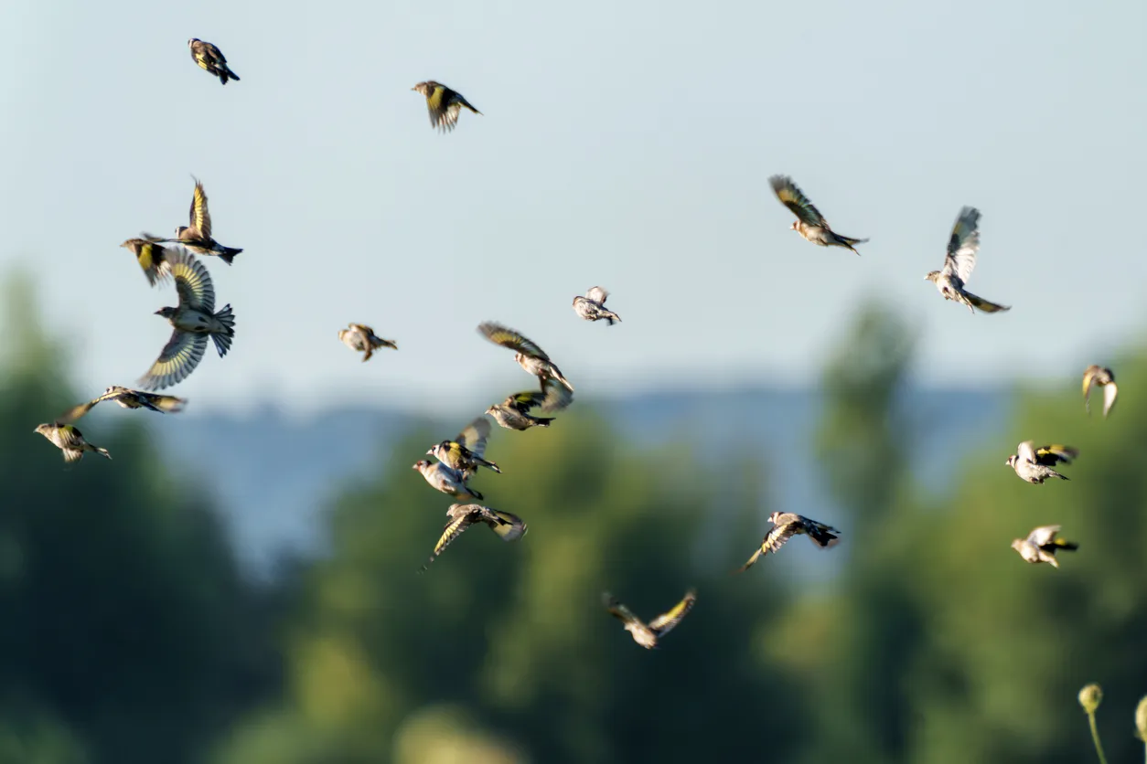 Russian Scientists Learn to Control the Wings of a Robotic Bird