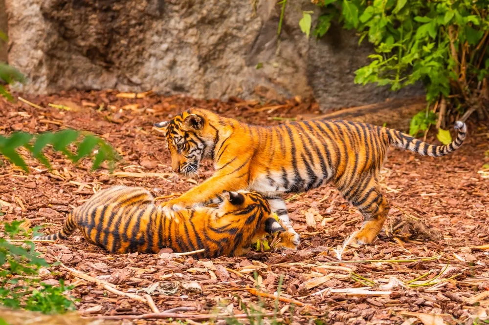AI Brings Wildlife Literature to Life in Russia