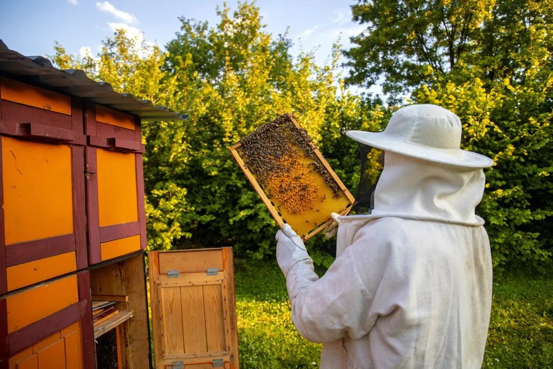 Rostov Region Launches Digital Service to Protect Bees From Pesticides