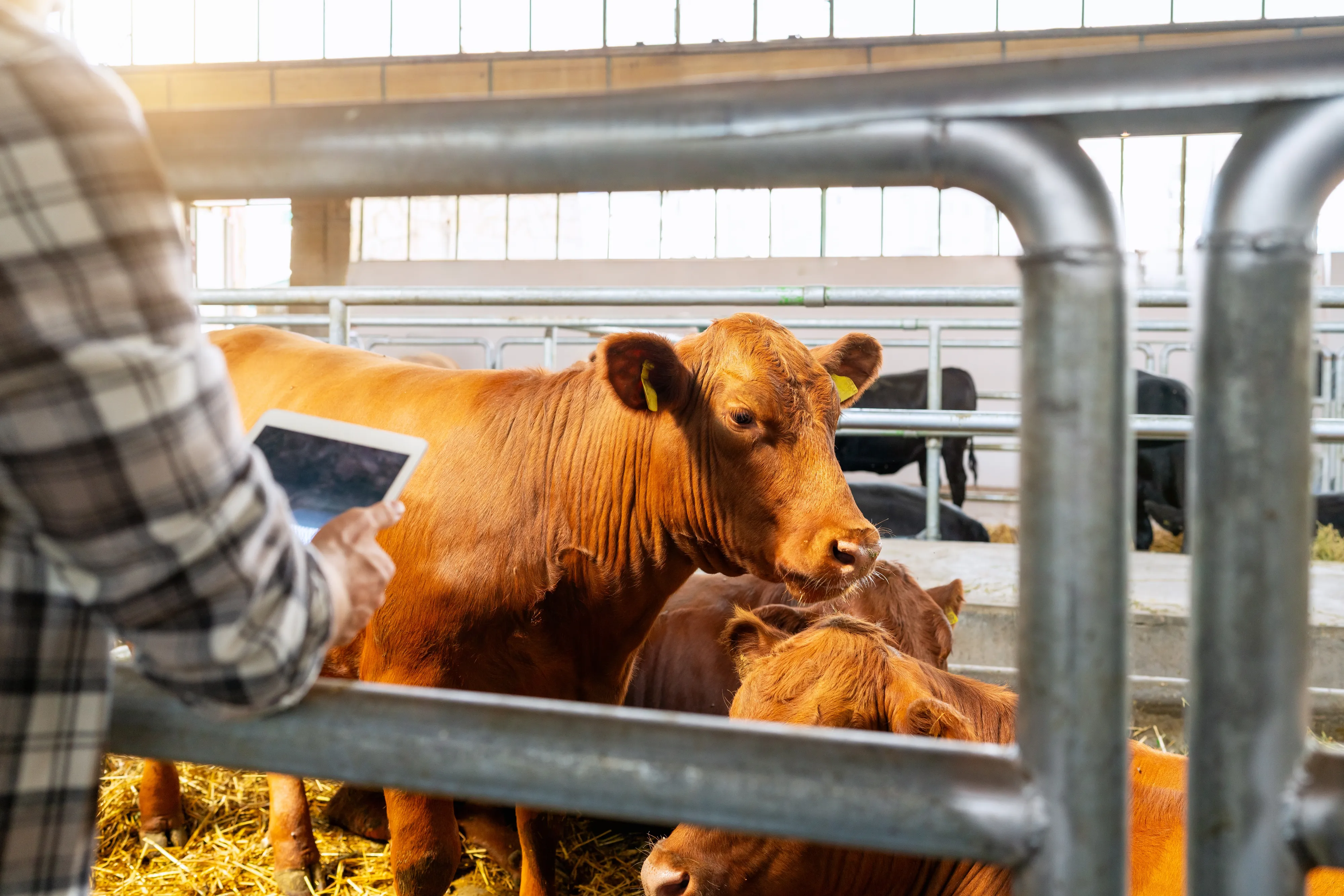 Russia’s AI Dairy Farms Are Milking the Future