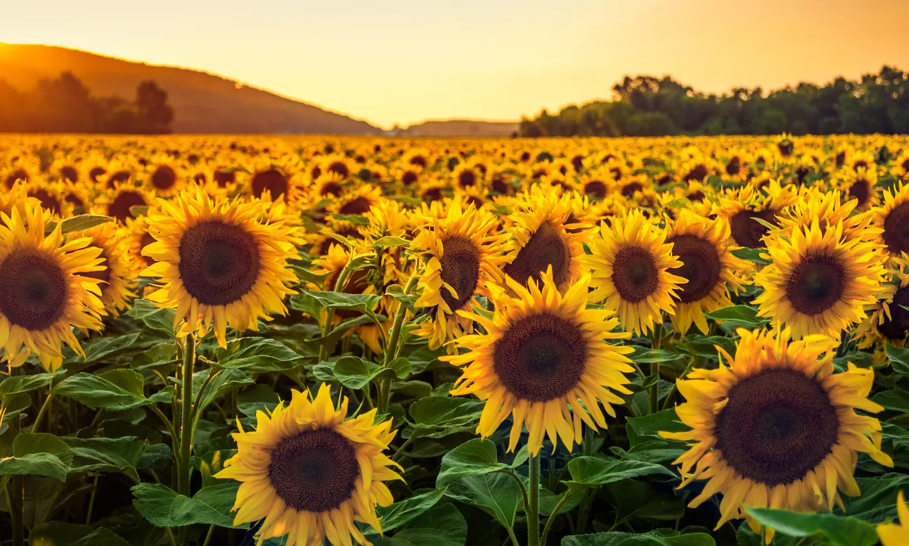 Drones and AI Used in Russia to Determine Sunflower Ripeness Remotely