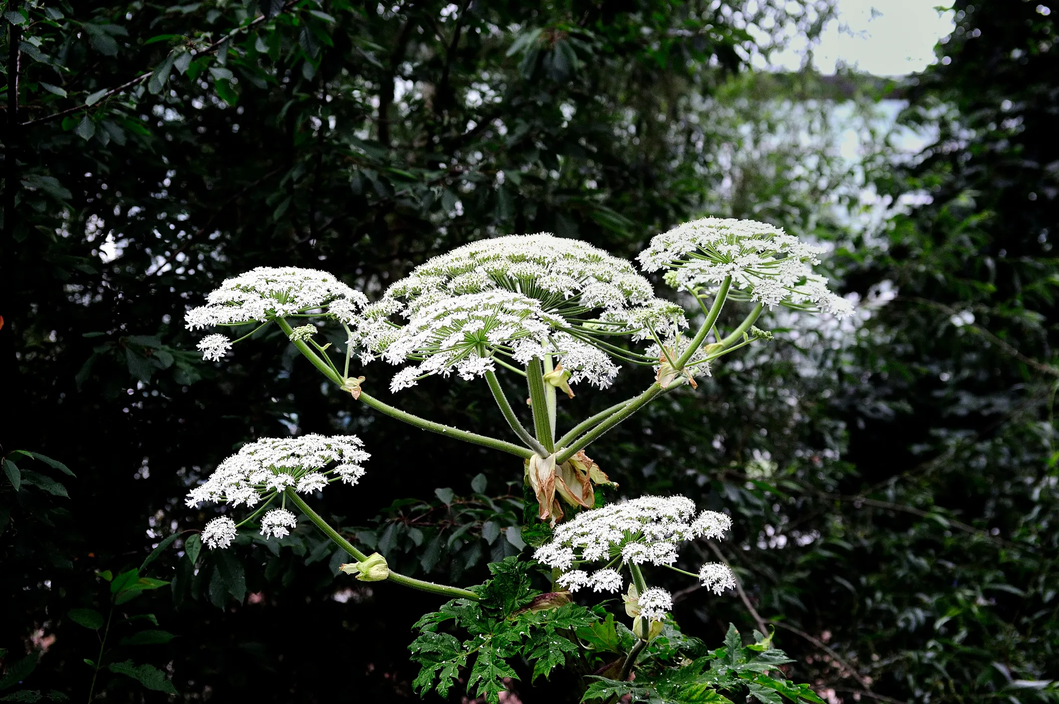 Russia Deploys AI-Powered Vehicles to Hunt Dangerous Giant Hogweed