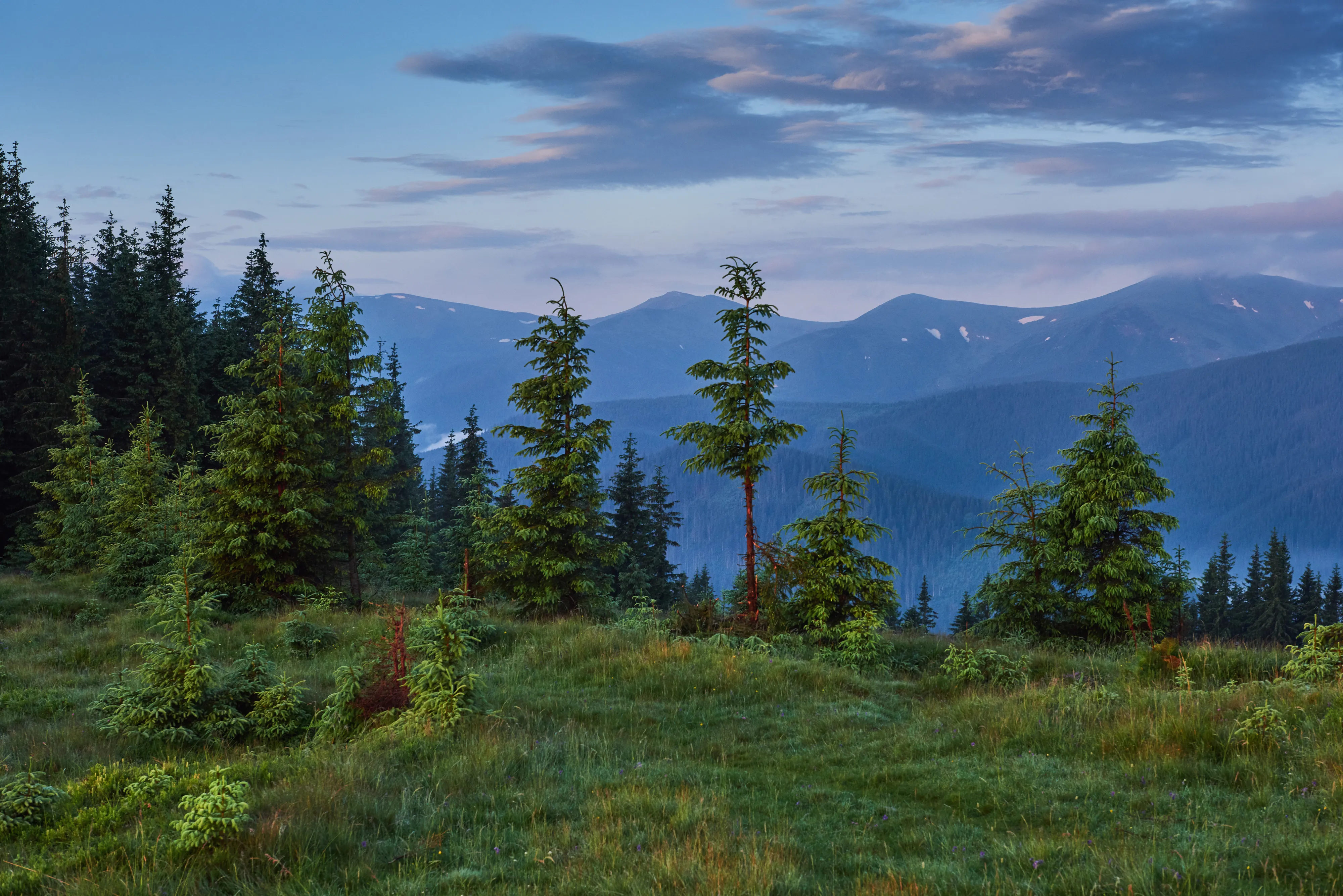 Digital Lesnoy Kontrol Platform Helps Protect Forests in Russia