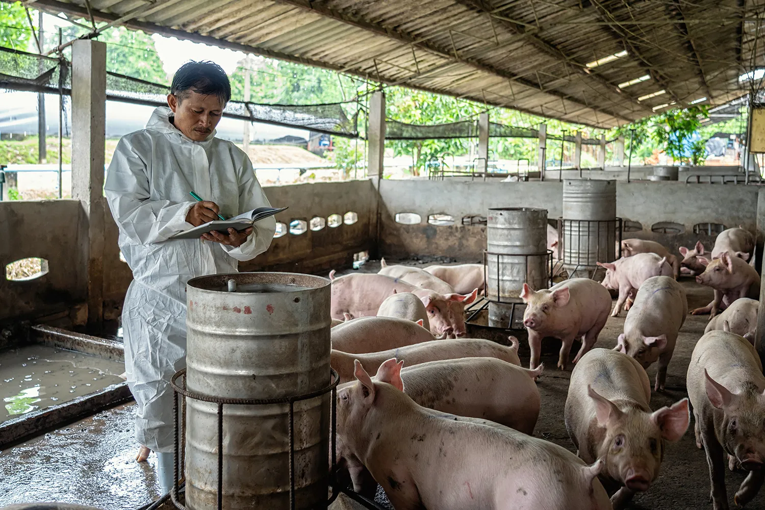 Photo - Digital Meat: How Robots Are Revolutionizing Russian Pork Production